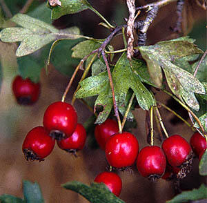 Hloh jednosemenný 'Compacta' - Crataegus monogyna 'Compacta'