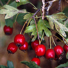 Hloh jednosemenný 'Compacta' - Crataegus monogyna 'Compacta'