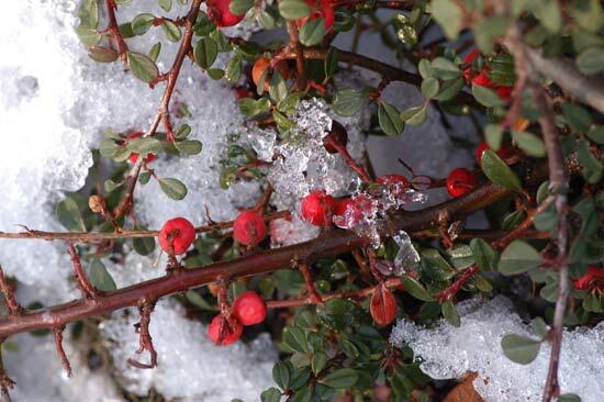 Skalník poléhavý - Cotoneaster procumbens