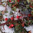 Skalník poléhavý - Cotoneaster procumbens