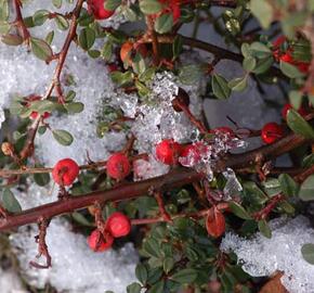 Skalník poléhavý - Cotoneaster procumbens