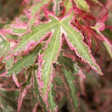 Javor dlanitolistý 'Taylor' - Acer palmatum 'Taylor'