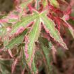 Javor dlanitolistý 'Taylor' - Acer palmatum 'Taylor'