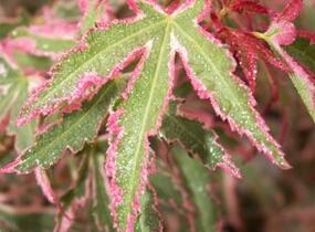Javor dlanitolistý 'Taylor' - Acer palmatum 'Taylor'