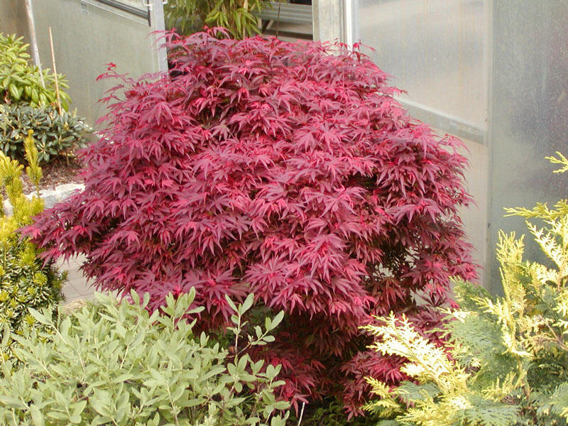 Javor dlanitolistý 'Shaina' - Acer palmatum 'Shaina'