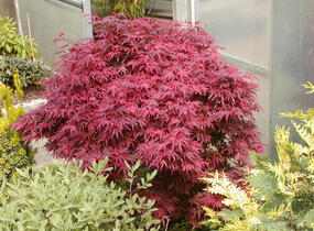 Javor dlanitolistý 'Shaina' - Acer palmatum 'Shaina'