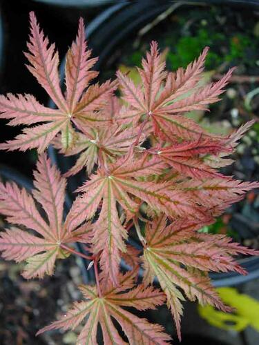 Javor dlanitolistý 'Reticulatum Red' - Acer palmatum 'Reticulatum Red'