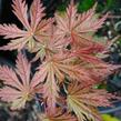 Javor dlanitolistý 'Reticulatum Red' - Acer palmatum 'Reticulatum Red'