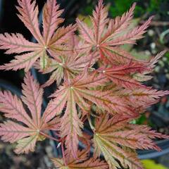 Javor dlanitolistý 'Reticulatum Red' - Acer palmatum 'Reticulatum Red'