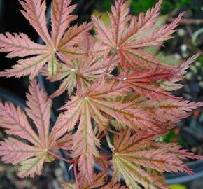 Javor dlanitolistý 'Reticulatum Red' - Acer palmatum 'Reticulatum Red'