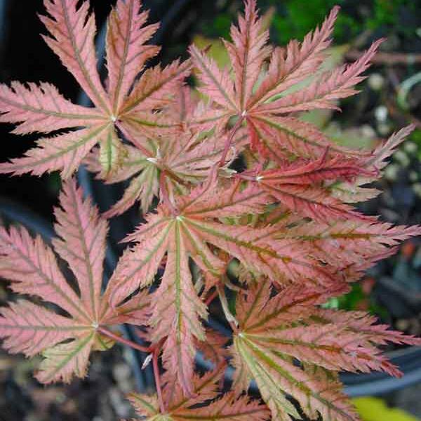 Javor dlanitolistý 'Red Reticulatum' - Acer palmatum 'Red Reticulatum'