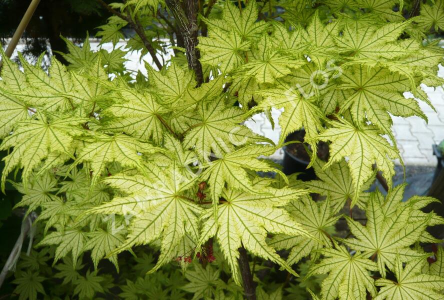 Javor dlanitolistý 'Reticulatum' - Acer palmatum 'Reticulatum'