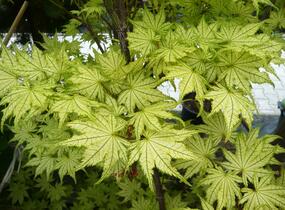 Javor dlanitolistý 'Reticulatum' - Acer palmatum 'Reticulatum'