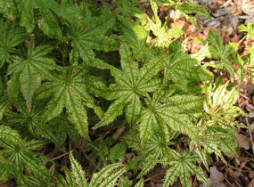 Javor dlanitolistý 'Reticulatum' - Acer palmatum 'Reticulatum'