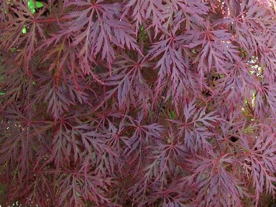 Javor dlanitolistý 'Orangeola' - Acer palmatum 'Orangeola'