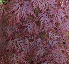 Javor dlanitolistý 'Orangeola' - Acer palmatum 'Orangeola'