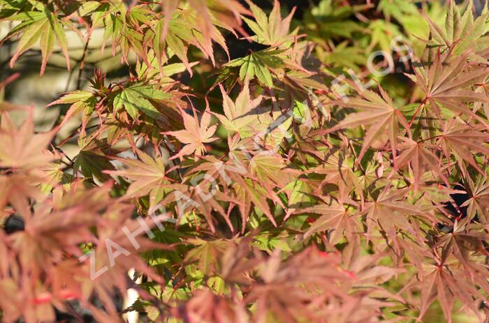 Javor dlanitolistý 'Matsukagami' - Acer palmatum 'Matsukagami'