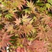 Javor dlanitolistý 'Matsukagami' - Acer palmatum 'Matsukagami'