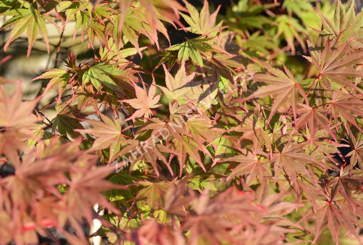 Javor dlanitolistý 'Matsukagami' - Acer palmatum 'Matsukagami'