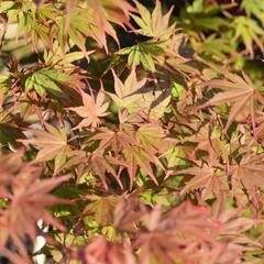 Javor dlanitolistý 'Matsukagami' - Acer palmatum 'Matsukagami'