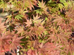 Javor dlanitolistý 'Matsukagami' - Acer palmatum 'Matsukagami'