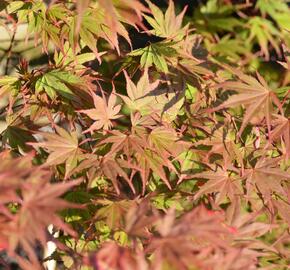 Javor dlanitolistý 'Matsukagami' - Acer palmatum 'Matsukagami'