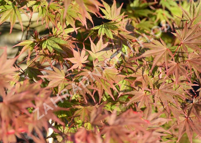 Javor dlanitolistý 'Matsukagami' - Acer palmatum 'Matsukagami'