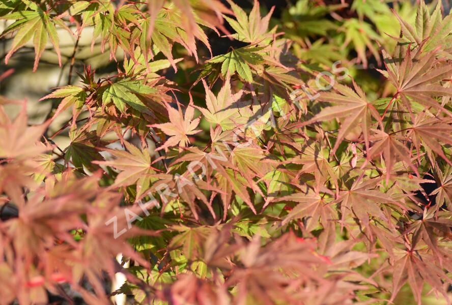 Javor dlanitolistý 'Matsukagami' - Acer palmatum 'Matsukagami'