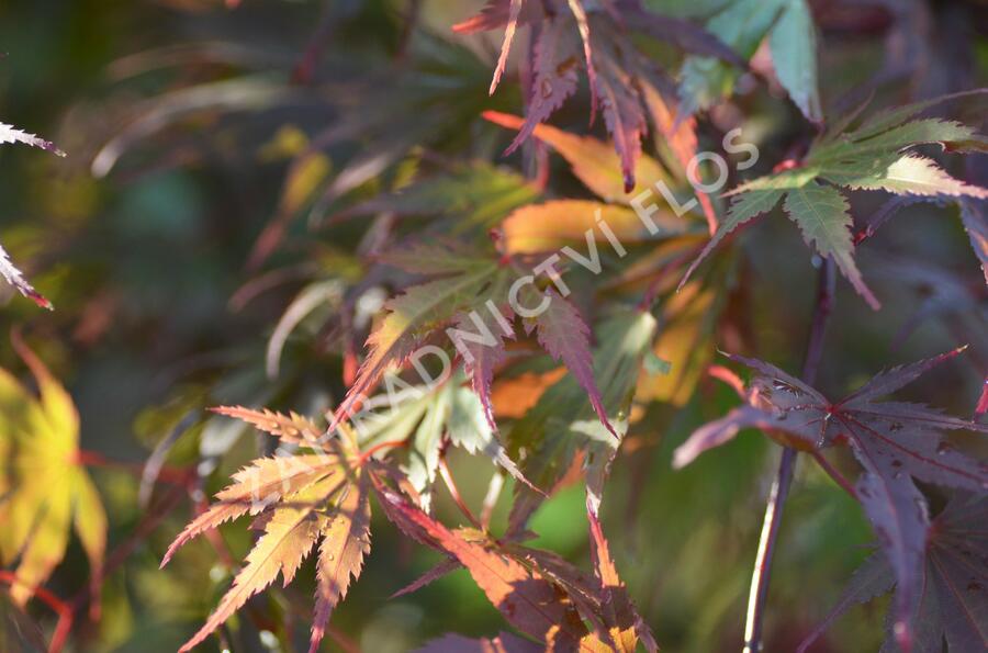 Javor dlanitolistý 'Matsukagami' - Acer palmatum 'Matsukagami'