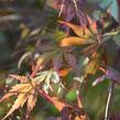 Javor dlanitolistý 'Matsukagami' - Acer palmatum 'Matsukagami'