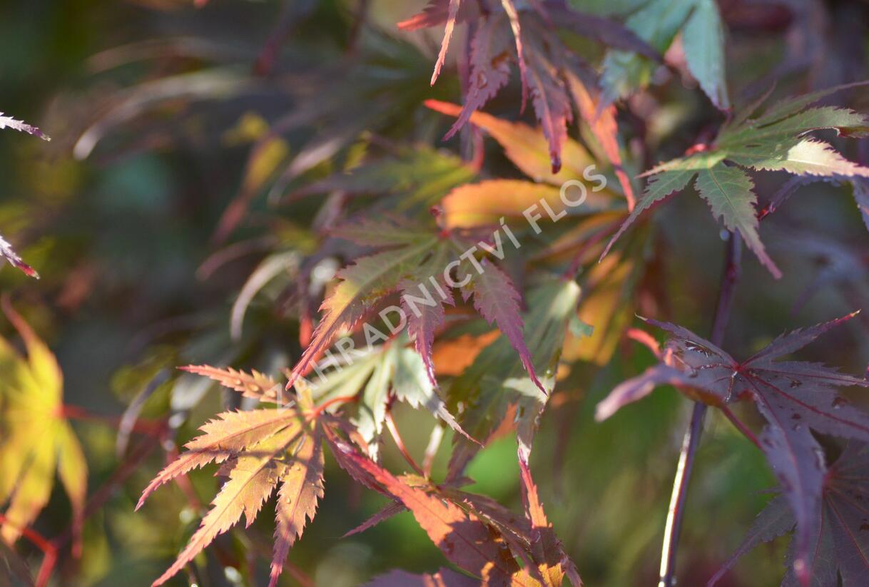 Javor dlanitolistý 'Matsukagami' - Acer palmatum 'Matsukagami'