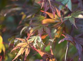 Javor dlanitolistý 'Matsukagami' - Acer palmatum 'Matsukagami'