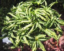 Javor dlanitolistý 'Crispifolium'