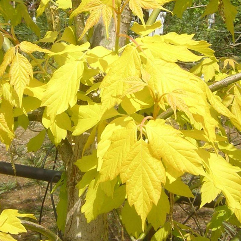 Javor jasanolistý 'Kelly's Gold' - Acer negundo 'Kelly's Gold'