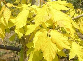 Javor jasanolistý 'Kelly's Gold' - Acer negundo 'Kelly's Gold'