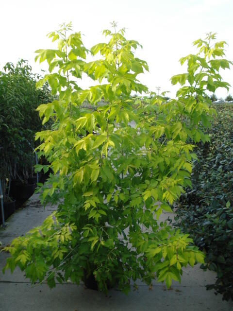 Javor jasanolistý 'Kelly's Gold' - Acer negundo 'Kelly's Gold'
