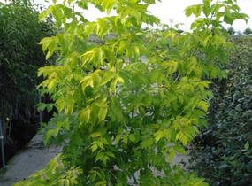 Javor jasanolistý 'Kelly's Gold' - Acer negundo 'Kelly's Gold'