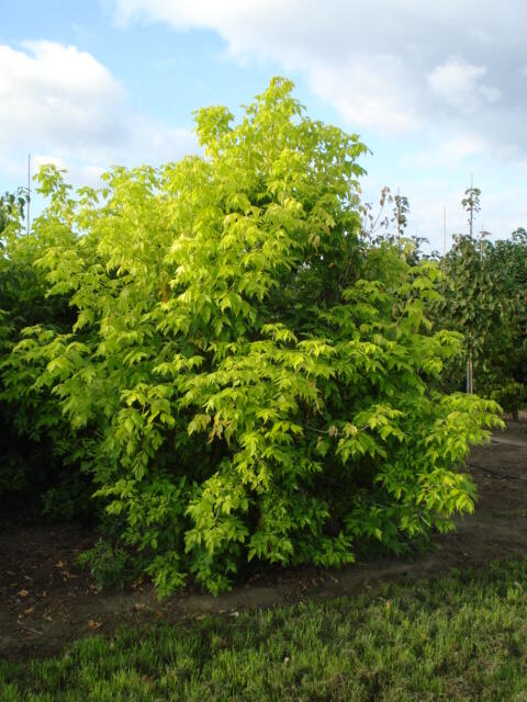 Javor jasanolistý 'Kelly's Gold' - Acer negundo 'Kelly's Gold'