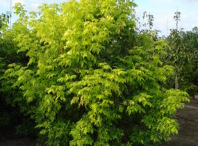Javor jasanolistý 'Kelly's Gold' - Acer negundo 'Kelly's Gold'