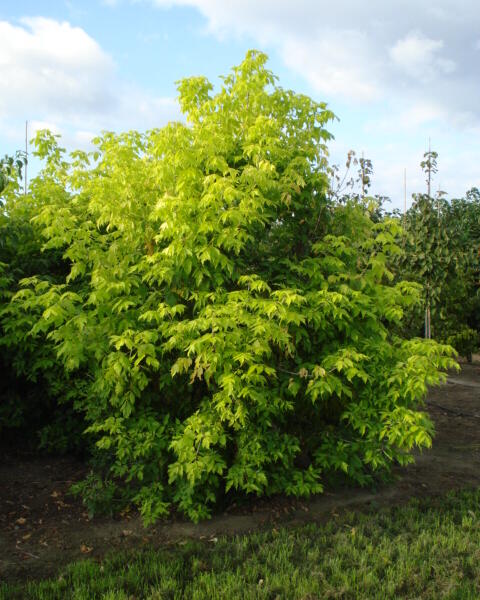Javor jasanolistý 'Kelly's Gold' - Acer negundo 'Kelly's Gold'