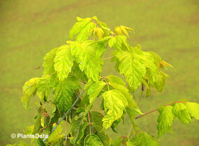 Javor jasanolistý 'Kelly's Gold' - Acer negundo 'Kelly's Gold'