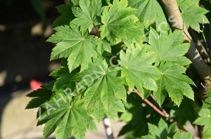 Javor japonský 'Vitifolium' - Acer japonicum 'Vitifolium'