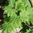 Javor japonský 'Vitifolium' - Acer japonicum 'Vitifolium'