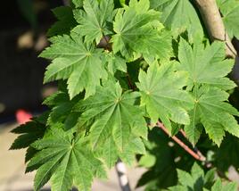Javor japonský 'Vitifolium'