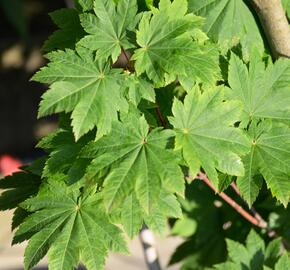 Javor japonský 'Vitifolium' - Acer japonicum 'Vitifolium'