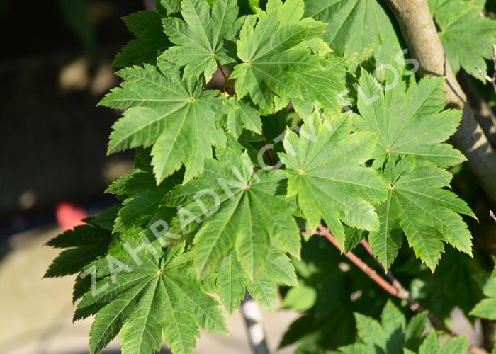 Javor japonský 'Vitifolium' - Acer japonicum 'Vitifolium'