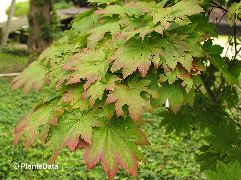 Javor japonský 'Meigetsu' - Acer japonicum 'Meigetsu'