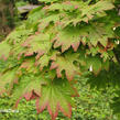 Javor japonský 'Meigetsu' - Acer japonicum 'Meigetsu'