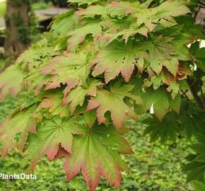 Javor japonský 'Meigetsu'