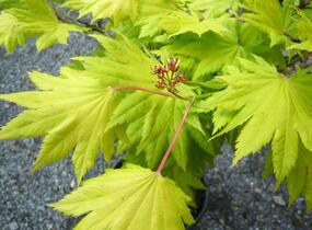 Javor japonský 'Aureum' - Acer japonicum 'Aureum'